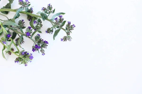 Anchusa officinalis, gemeinhin als Alkanet bekannt. Ist eine Heilpflanze aus der Borretsch-Familie. Schöne Frühlingswildblumen. — Stockfoto