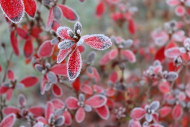 Kırmızı yapraklı donmuş açelya. İlk buzlar, soğuk hava, donmuş su, don ve buz. Makro atış. Kış başlangıcı. Bulanık arkaplan. Doğa kavramı..