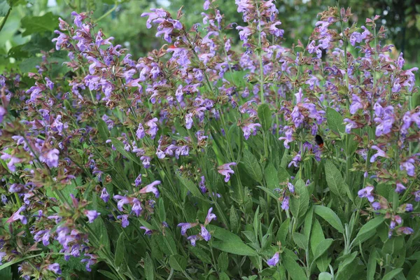 Nahaufnahme Der Wunderschönen Blauen Salvia Blume Die Garten Mit Verschwommenem — Stockfoto