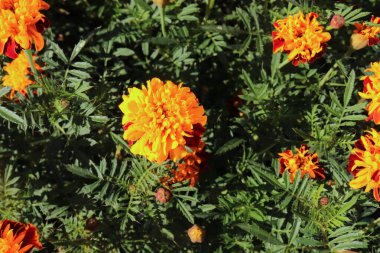 Orange Tagetes çiçekleri organik bahçede kapanıyor. Akla gelebilecek her kombinasyonda sarı, turuncu, bronz ve kırmızı tonlarda taç yapraklı çiçekler görülür. Bulanık arkaplan.