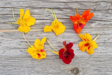 Çiçeklerin bileşimi Tropeeolum majus, nasturtium olarak da bilinir, ahşap arka planda izole edilmiştir. Süper manzara, yaratıcı düz düzen. Doğal tıp konsepti.