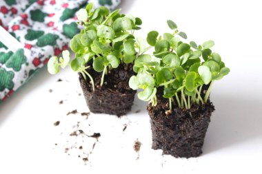 Beyaz arka planda Perilla frutescens adlı yeşil Asya bitkisi. Çin tıbbında kullanılır..