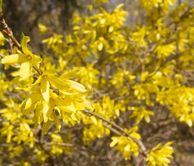 İlkbaharda sarı çiçek açan Forsythia çiçekleri kapanıyor. Bahçe kökenli süslemeli yaprak döken bir çalı. Sınır çiti, bahçe kökenli süslemeli bir yaprak döken çalılıktır. Doğa konsepti.
