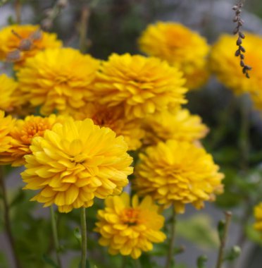 Orange Tagetes çiçekleri organik bahçede kapanıyor. Akla gelebilecek her kombinasyonda sarı, turuncu, bronz ve kırmızının çeşitli tonlarına sahip çok yapraklı çiçekler görünür. Arka plan bulanık. Doğa konsepti.