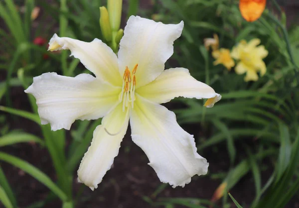 Himmlisches Engeleis Luxus Taglilie Garten Aus Nächster Nähe Die Taglilie lizenzfreie Stockfotos