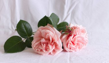 Bahar, yaz durgun hayat sahnesi. Klasik düğün tarzı kadınsı fotoğraf, çiçekli kompozisyon. Bir buket pembe gül. Gül konsepti.