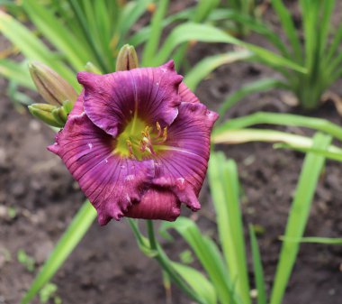 Lavanta mavisi bebek. Bahçede günlük lüks çiçekleri yakından çekeriz. Gündüzleri çiçek açan bir bitki. Yenilebilir çiçek. Zambaklar uzun ömürlü bitkilerdir. Sadece 24 saat çiçek açarlar. Yenilebilir çiçek konsepti.