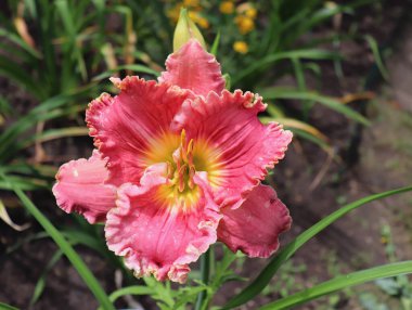 Bayan Böcek Tatlısı. Bahçede günlük lüks çiçekleri yakından çekeriz. Gündüzleri çiçek açan bir bitki. Yenilebilir çiçek. Zambaklar uzun ömürlü bitkilerdir. Sadece 24 saat çiçek açarlar. Yenilebilir çiçek konsepti.