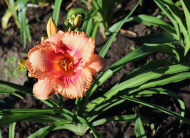 Martha Fawcett.Luxury flower daylily in the garden close-up. The daylily is a flowering plant in the genus Hemerocallis. Edible flower. Nature concept.