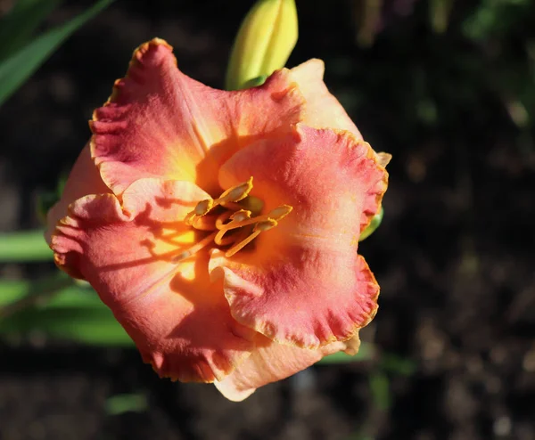 Space Coast Early Bird.Luxury flower daylily in the garden close-up. The daylily is a flowering plant in the genus Hemerocallis. Edible flower. Nature concept.