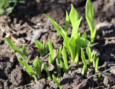 İlkbaharın başında Ramsons, Allium ursinum 'un genç yaprakları. Allium ursinum, uzun ömürlü bir otçul ottur ve ilk olarak tohumla çoğalır. Doğa konsepti.