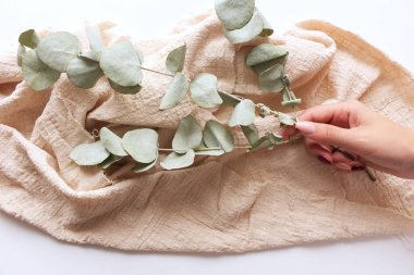 Dişi eller okaliptüs dalı tutuyor. Bej ekoseli arka plan. Çiçek kompozisyonu. Kadınsı şekilli stok düz görünüm. Uzayı kopyala Düz yatış, üst görünüm.