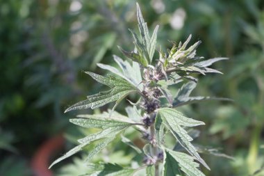  Bitki bahçesinde kardiotonik ilaç olarak kullanılan otçul otlar. Leonurus kardiyak yeşil yapraklar, kapatın..