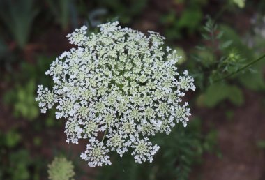 Vahşi havucun çiçekleri. Daucus carota, bilinen adları vahşi havuç, kuş yuvası, piskopos danteli ve Kraliçe Annes danteli olan beyaz çiçekli bir bitkidir..