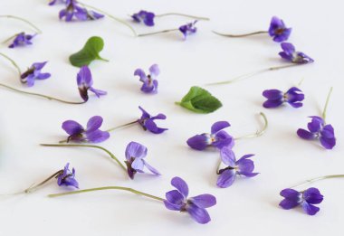 Viola odorata çiçeklerinin deseni eski beyaz arka planda izole edilmiş, düz, üst manzara. Bahar konsepti, çiçekli arka plan