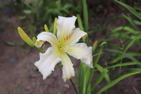 Ghiaccio Dell Angelo Celeste Fiore Lusso Giglio Nel Giardino Primo — Foto Stock