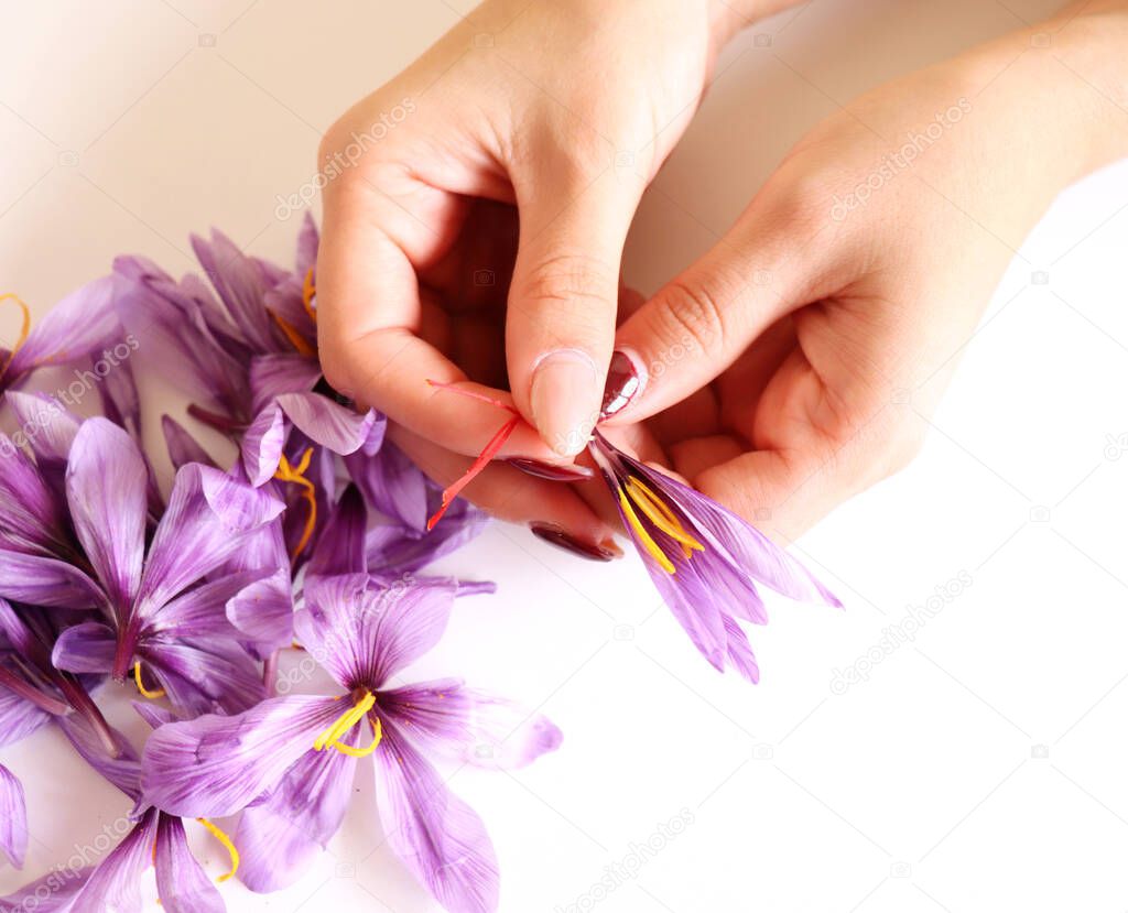 Close-up of hand holding saffron crocus. The crimson stigmas called threads are collected to be as a spice. It is among the worlds most costly spices by weight.