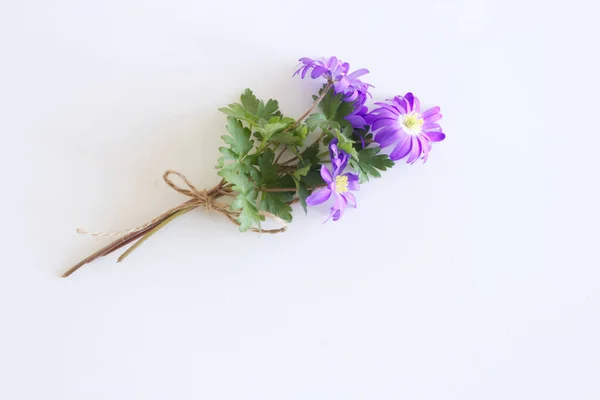 Composizione dei fiori. Fiori di Anemone Blanda su fondo bianco in legno. San Valentino, festa della mamma, giorno delle donne, concetto primaverile. Bel fiore blu che fiorisce all'inizio della primavera. Spazio per testo. — Foto Stock