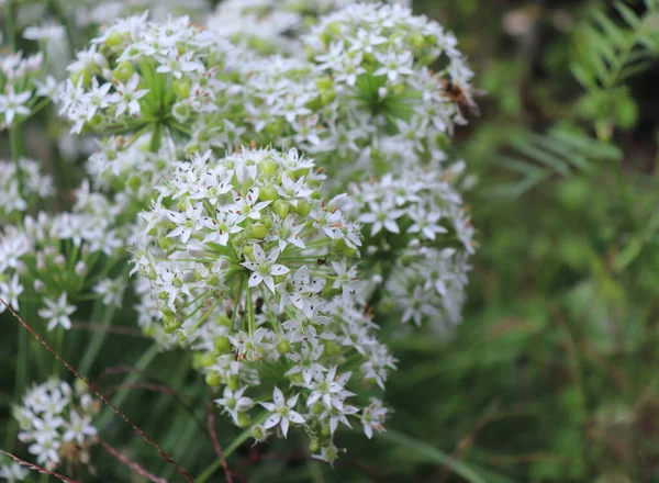Крупный план белых цветов чесночного лука, Allium tuberosum. Лекарственные растения, травы в органическом саду. Размытый фон. — стоковое фото