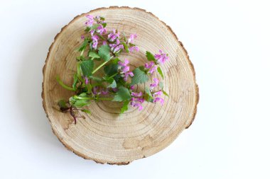 Lamium amplexicaule 'e yakın çekim, yaygın olarak bilinen adıyla, tavşancık, ya da daha büyük tavşancık, tahta bir tahtada. Beyaz arka plan. Çiçek kompozisyonu, kadın stili stok imajı. Metnin için bir yer.