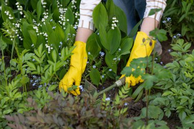 Bahçede çiçek tarhında çalışan bir kadının elleri..