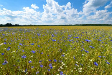 Mısır gevreği tarlasının kenarında mavi çiçek açar. Rusya 'nın Avrupa bölgesi. Seçici odak.