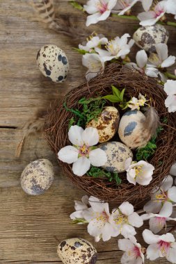 Yuvadaki bıldırcın yumurtaları