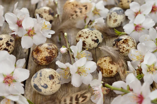 Virágzó ágak és a tojás — Stock Fotó