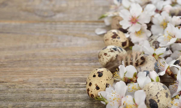 Virágzó ágak és a tojás — Stock Fotó