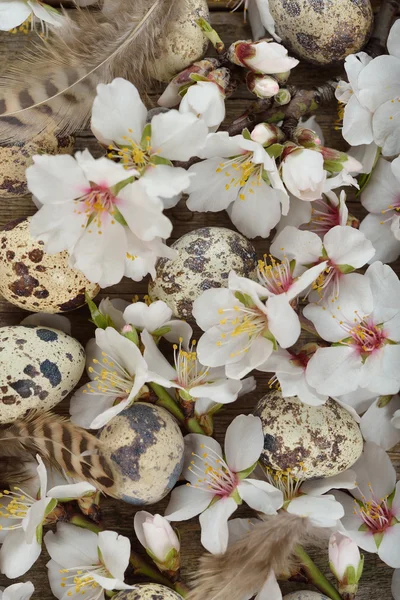 Flowering branches and eggs — Stock Photo, Image