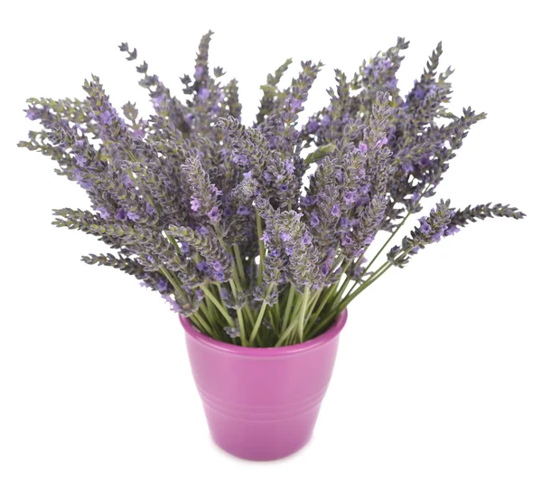 Färsk lavendel på nära håll — Stockfoto