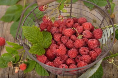 Sepette taze ahududu