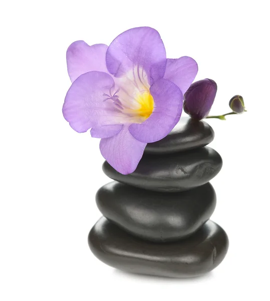 Stones and lily — Stock Photo, Image