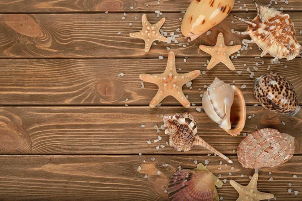 様々 な貝殻 — ストック写真