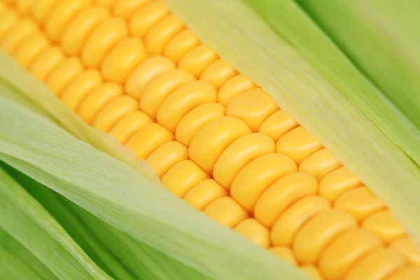 Vista de cerca del maíz maduro en la mazorca con hojas verdes —  Fotos de Stock
