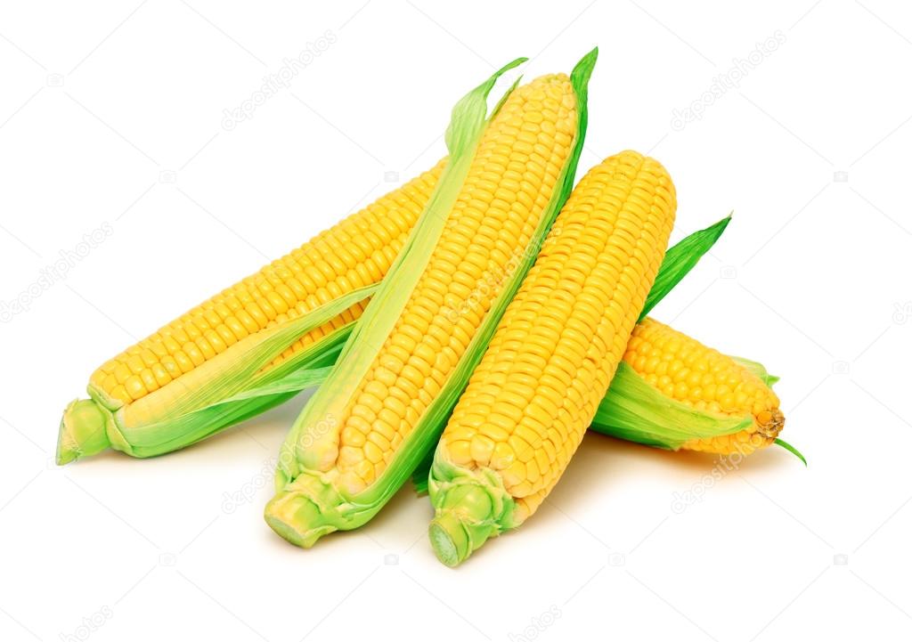 Four ripe corn on the cob with green leaves (isolated)