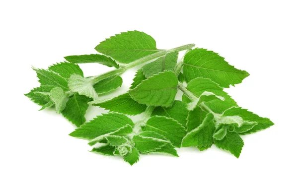 Ripe green mint (isolated) — Stock Photo, Image