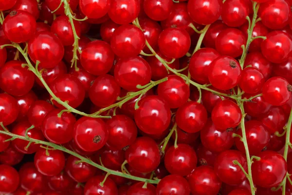 Redcurrant. Natural background — Stock Photo, Image