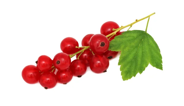 Bunch of ripe redcurrant with green leaf (isolated) — 스톡 사진
