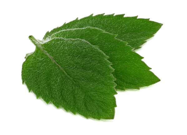 Close-up view of three green mint leaves (isolated) — Stock Photo, Image