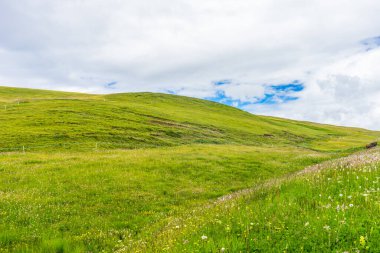 İtalya, Alpe di Siusi, Seiser Alm Sassolungo Langkofel Dolomite ile birlikte, yemyeşil bir tarlaya yakın çekim.