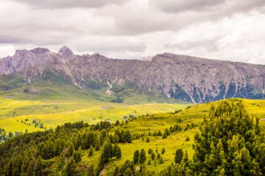 İtalya, Alpe di Siusi, Seiser Alm ve Sassolungo Langkofel Dolomite, yemyeşil bir tarlada otlayan bir koyun sürüsü.