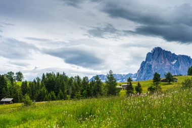 Alpe di Siusi, Seiser Sadm ve Sassolungo Langkofel Dolomite, yemyeşil bir arazinin yakın çekimi.