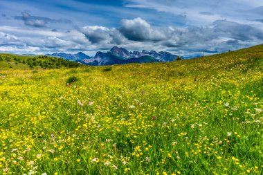 İtalya, Alpe di Siusi, Seiser Alm Sassolungo Langkofel Dolomite ile birlikte yemyeşil bir tarlada duruyor.