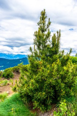 İtalya, Alpe di Siusi, Seiser Alm Sassolungo Langkofel Dolomite ile birlikte arka planda dağ olan bir ağaç.