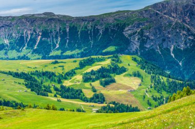 İtalya, Alpe di Siusi, Seiser Alm ve Sassolungo Langkofel Dolomite, yemyeşil bir yamaçta otlayan sığır sürüsü.