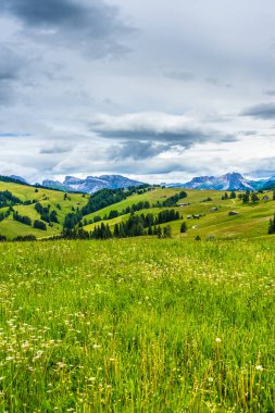 İtalya, Alpe di Siusi, Seiser Alm Sassolungo Langkofel Dolomite ile birlikte, arkasında dağ olan büyük yeşil bir tarla.