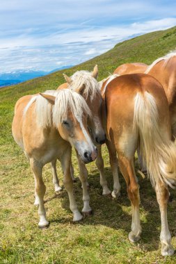 İtalya, Alpe di Siusi, Seiser Alm Sassolungo Langkofel Dolomite ile, çimlerin üzerinde duran bir çift kahverengi at