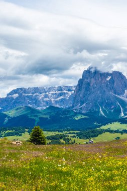 İtalya, Alpe di Siusi, Seiser Alm Sassolungo Langkofel Dolomite ile birlikte, arkasında dağ olan büyük yeşil bir tarla.