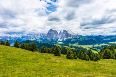 İtalya, Alpe di Siusi, Seiser Alm Sassolungo Langkofel Dolomite ile birlikte, arkasında dağ olan büyük yeşil bir tarla.